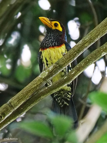 Eastern Yellow-billed Barbet