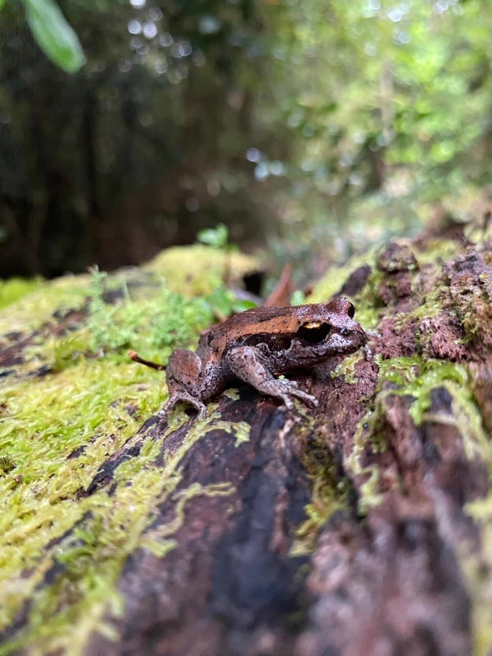 Eupsophus calcaratus (Günther, 1881)