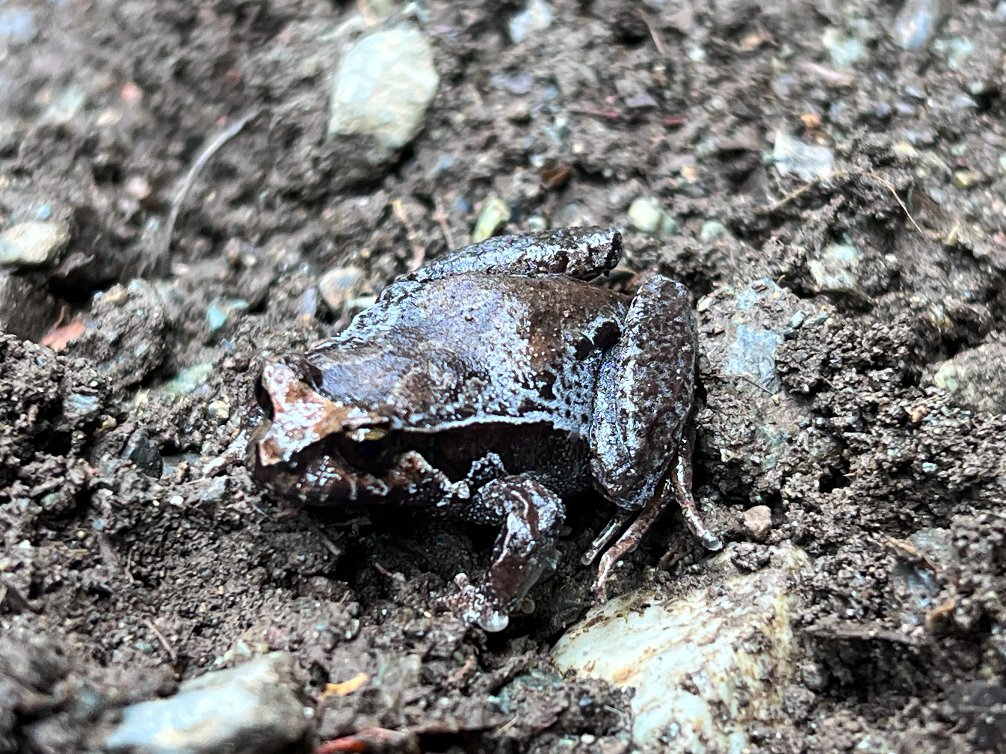 Eupsophus calcaratus (Günther, 1881)