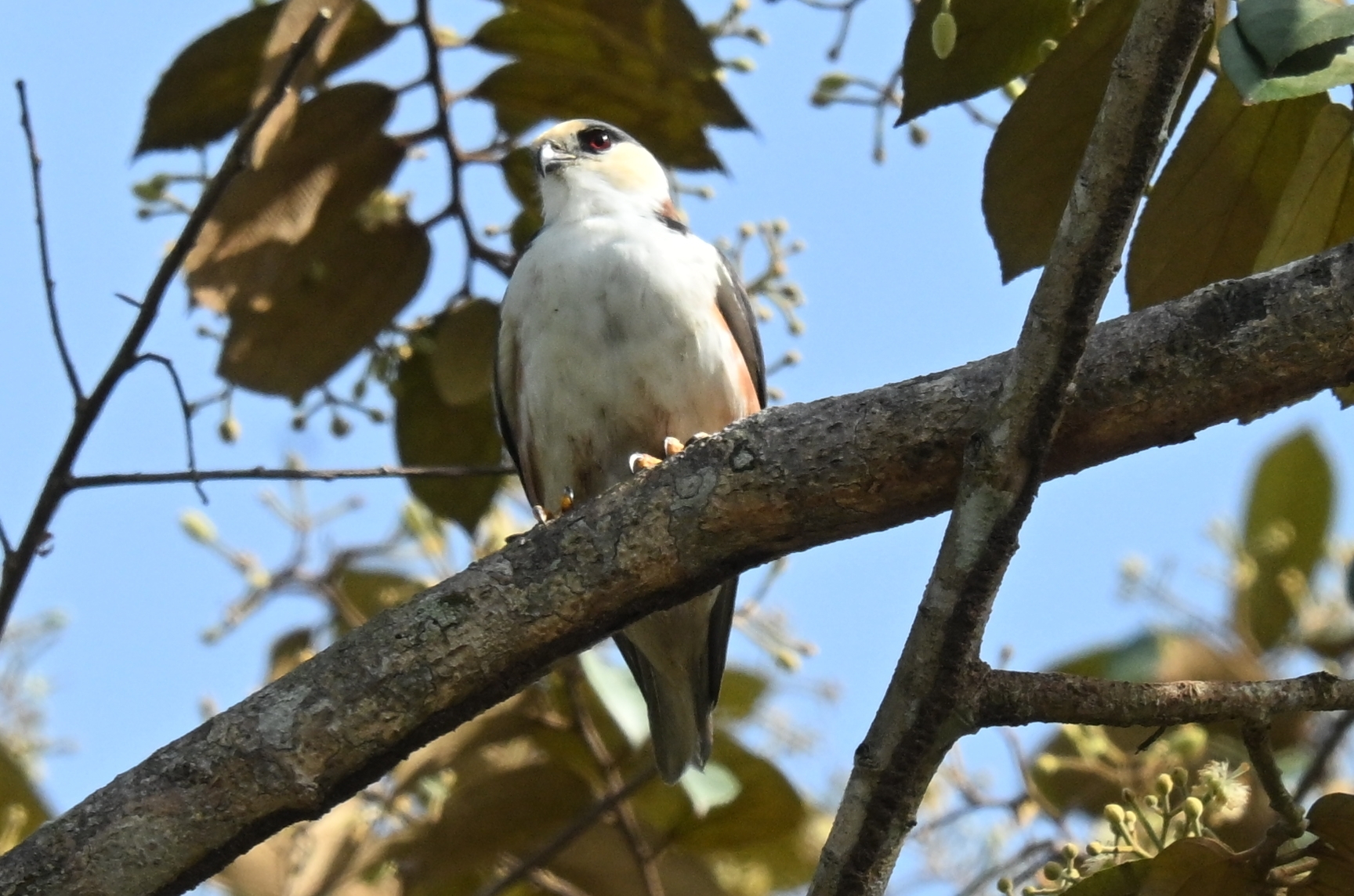 Pearl Kite (Gampsonyx swainsonii), photo 7