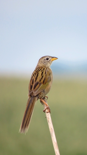 Wedge-tailed Grass-Finch