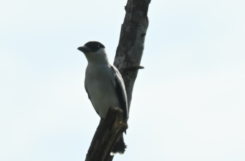 Black-crowned Tityra (Tityra inquisitor), photo 3