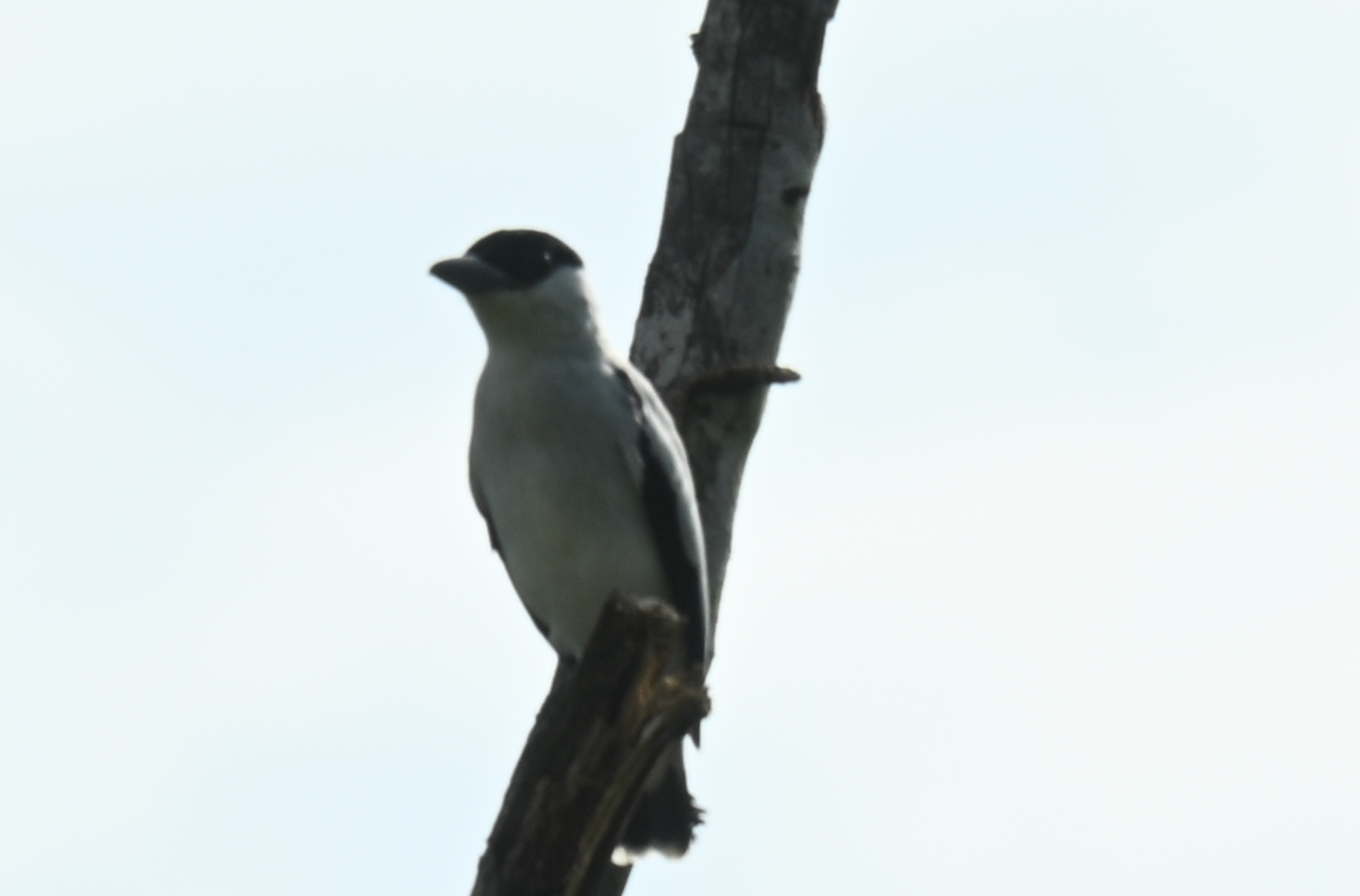 Black-crowned Tityra (Tityra inquisitor), photo 4
