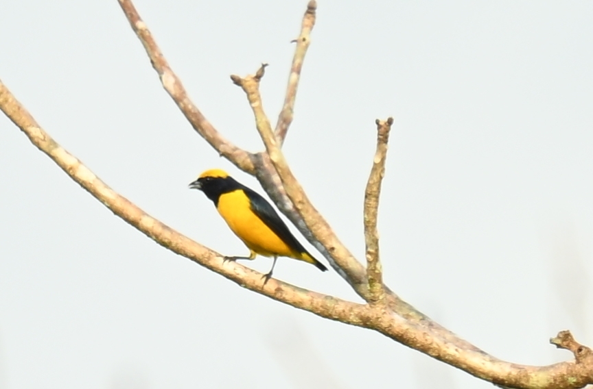 Yellow-crowned Euphonia (Euphonia luteicapilla), photo 2