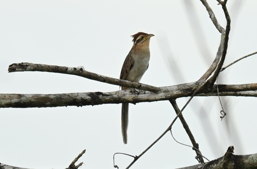 Striped Cuckoo (Tapera naevia), photo 4