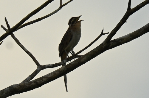 Striped Cuckoo (Tapera naevia), photo 5
