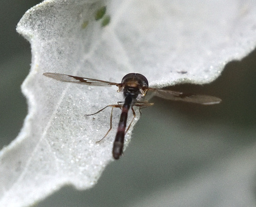 Unknown species found near Riverside County, CA, USA