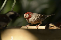 Amadina erythrocephala
