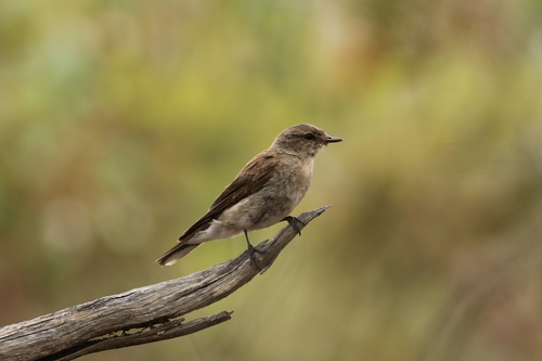Microeca fascinans