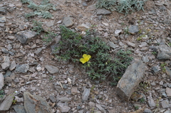 Helianthemum songaricum