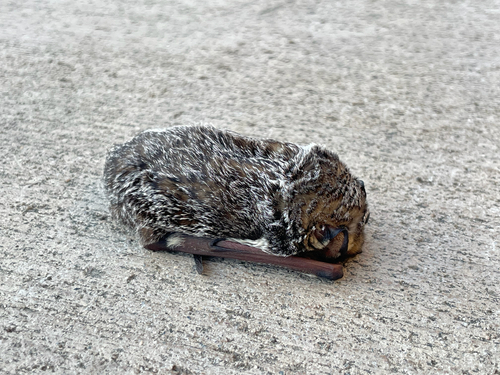 灰蓬毛蝠 observed by psophis_zelun