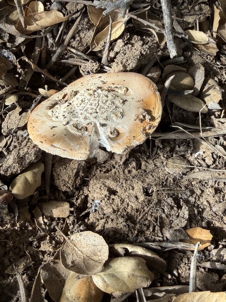 Amanita velosa · February 2026 · photo: © irinamitine (iNaturalist, cc-by)