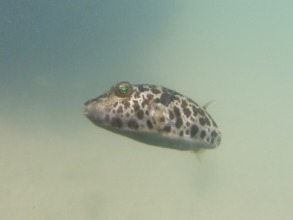 Caribbean puffer (Sphoeroides greeleyi) — Tetraodontidae