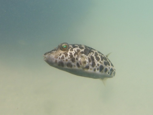 Caribbean puffer (Sphoeroides greeleyi) — Tetraodontidae
