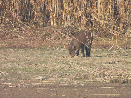 Wild Boar