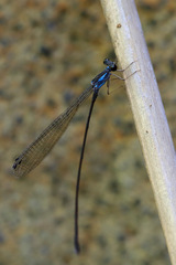 Nesobasis telegastrum