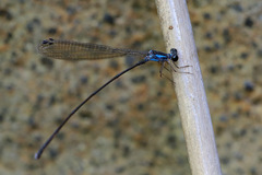 Nesobasis telegastrum