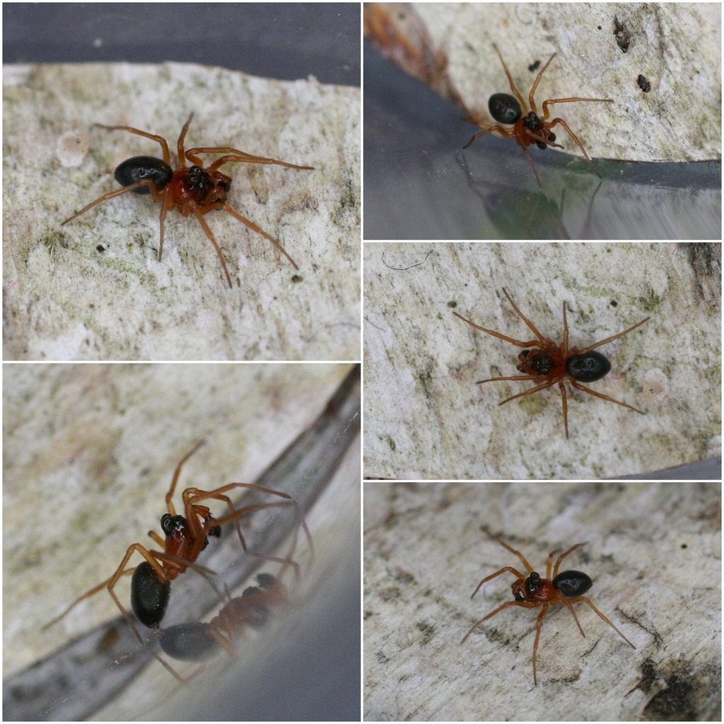 Hypomma bituberculatum