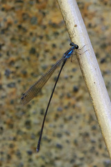 Nesobasis telegastrum