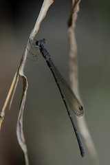 Melanesobasis flavilabris