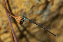 Nesobasis longistyla