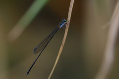 Nesobasis longistyla