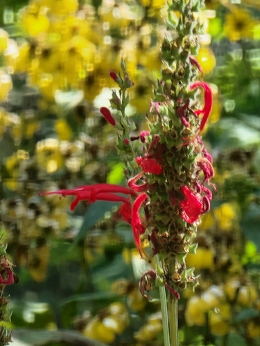 Cinnabar Sage (Salvia cinnabarina)