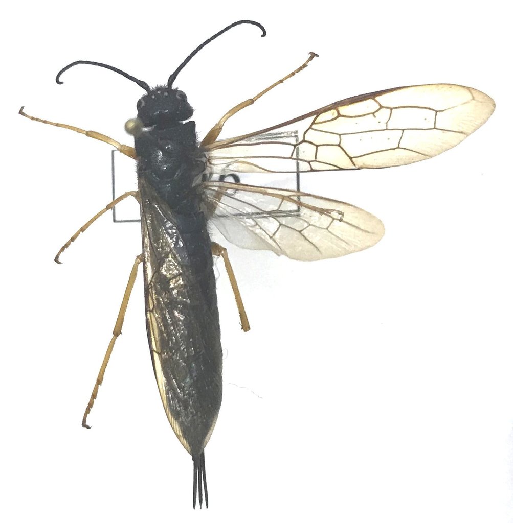 Blue Horntail