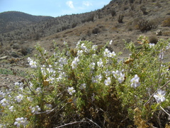 Cristaria integerrima