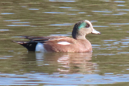iNaturalist observation photo of American Wigeon