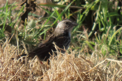 iNaturalist observation photo of Song Sparrow