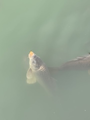 Cyprinus carpio