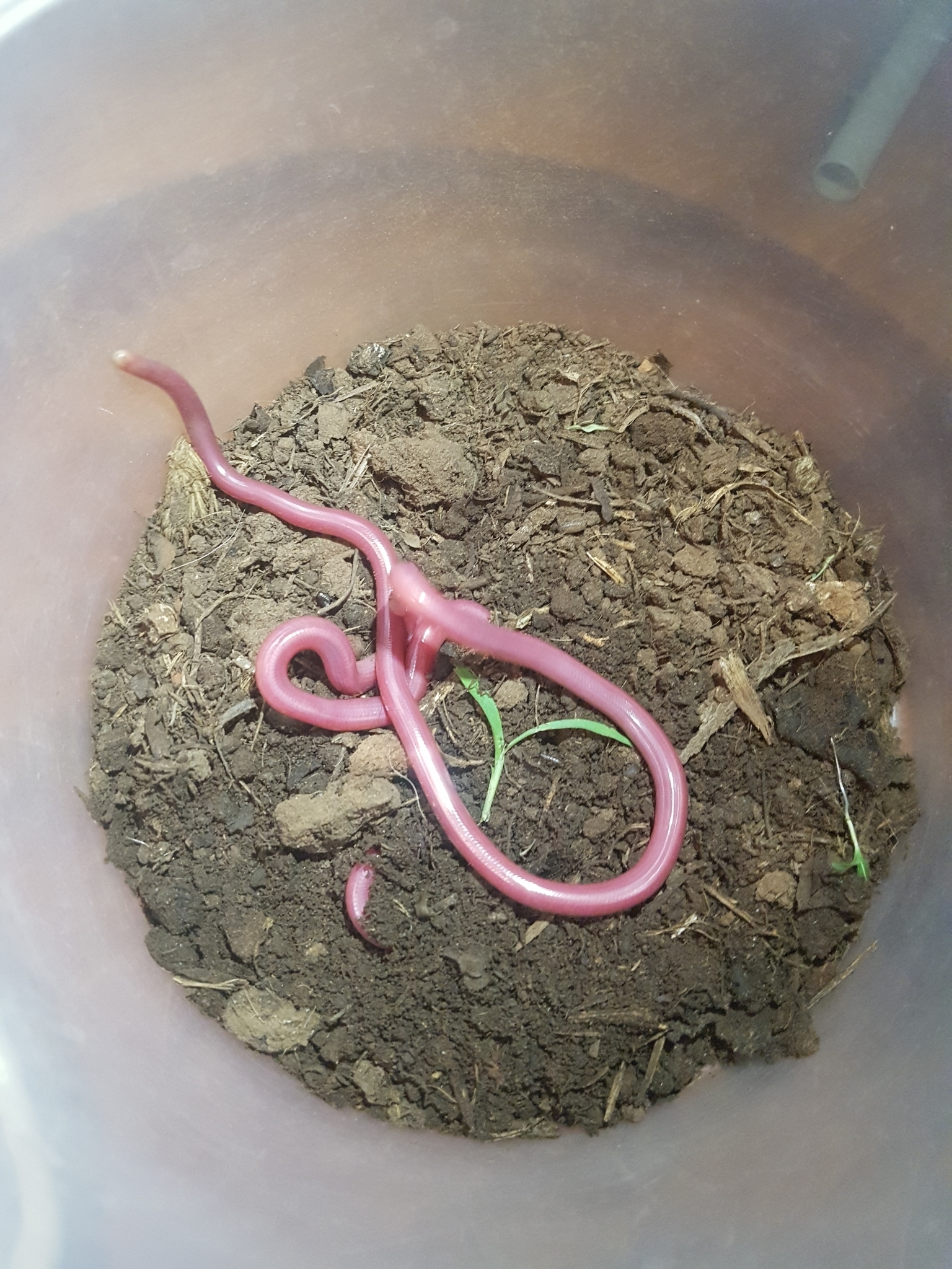 Akagera Gracile Blind Snake photo 2