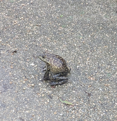iNaturalist observation photo of American Bullfrog