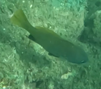 Vacuocua croaker (Corvula macrops) — Sciaenidae