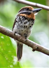 Spotted Puffbird photo 2