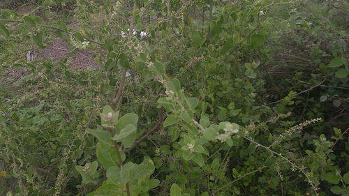 Cryptocarpus pyriformis, photograph 1
