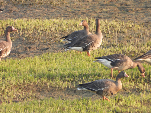 Greater White-fronted Goose
