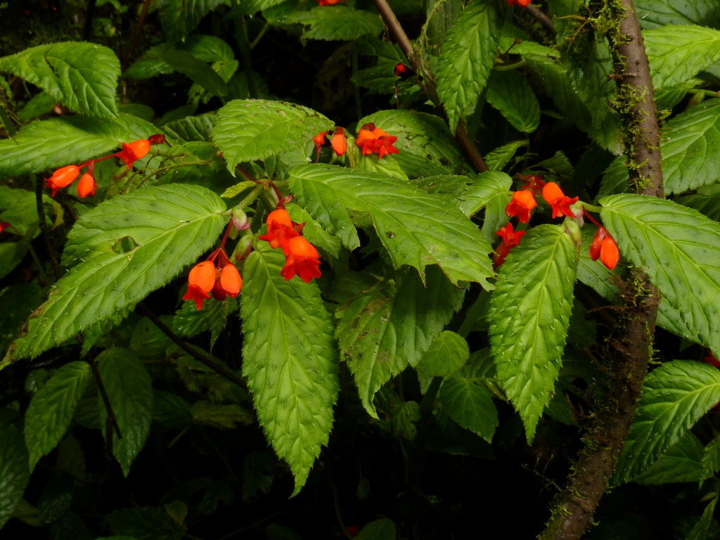 Begonia longirostris