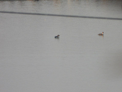 Smew