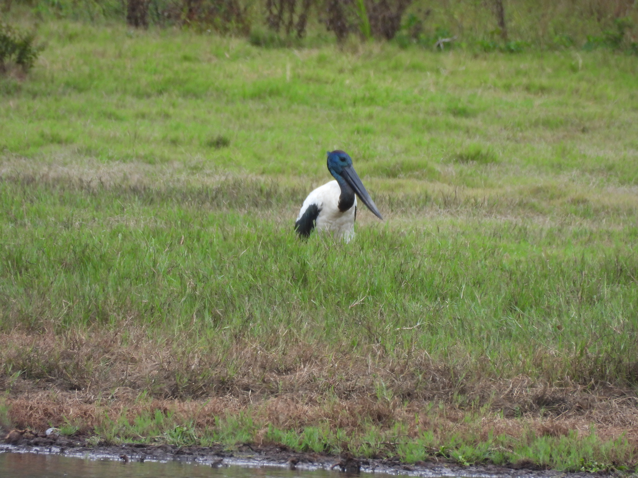 Black-necked Stork (Ephippiorhynchus asiaticus), photo 9