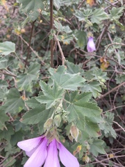 Malva subovata bicolor