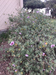 Malva subovata bicolor
