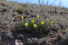 Helianthemum songaricum