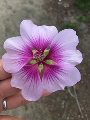 Malva subovata bicolor