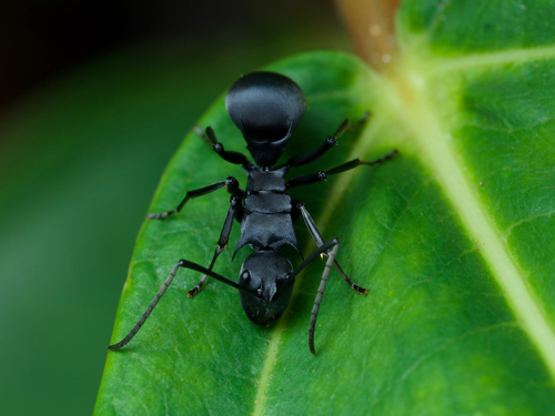Polyrhachis hastataPolyrhachis hastata