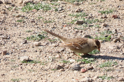 iNaturalist observation photo of White-crowned Sparrow