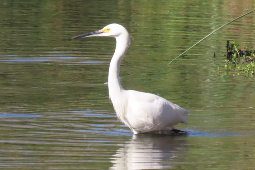 iNaturalist observation photo of Snowy Egret