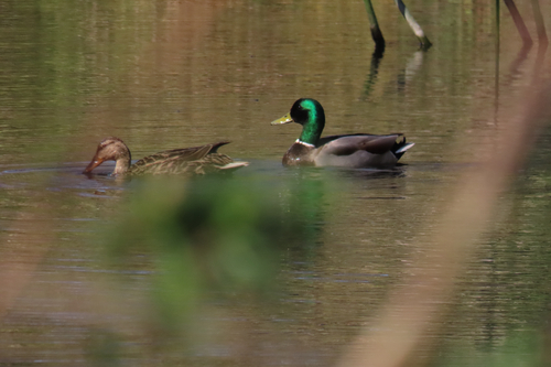 iNaturalist observation photo of Mallard