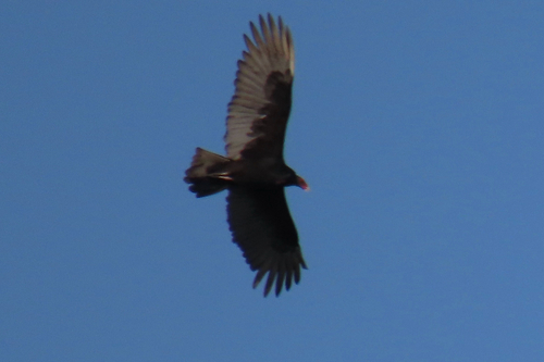 iNaturalist observation photo of Turkey Vulture